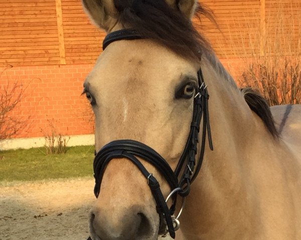 Dressurpferd Callie my Girl (Deutsches Reitpony, 2010, von NK Cyrill)