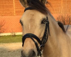 dressage horse Callie my Girl (German Riding Pony, 2010, from NK Cyrill)