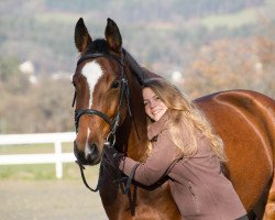 dressage horse Amy (German Sport Horse, 2010, from Simonetti)