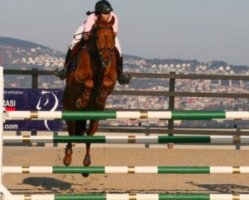 Pferd Calvin von Hof (Schweizer Warmblut, 2000, von Cernunnus von Hof)