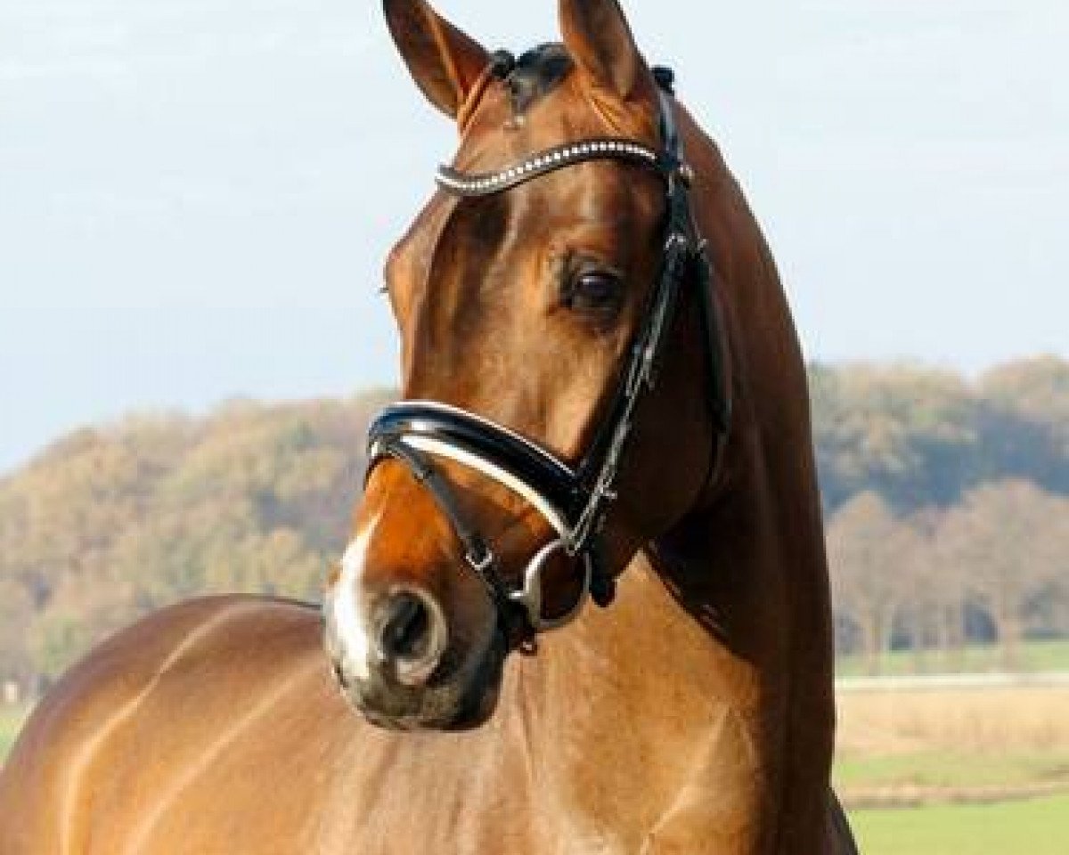 Deckhengst Galileo (Westfale, 2013, von Gavi)