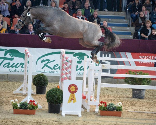 stallion El Amigo (Westphalian, 2013, from Eldorado vd Zeshoek Tn)