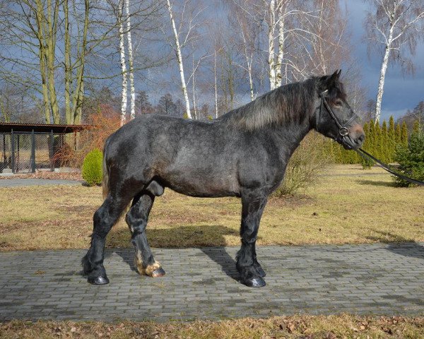 Pferd Franki (Polnisches Kaltblut, 2013)