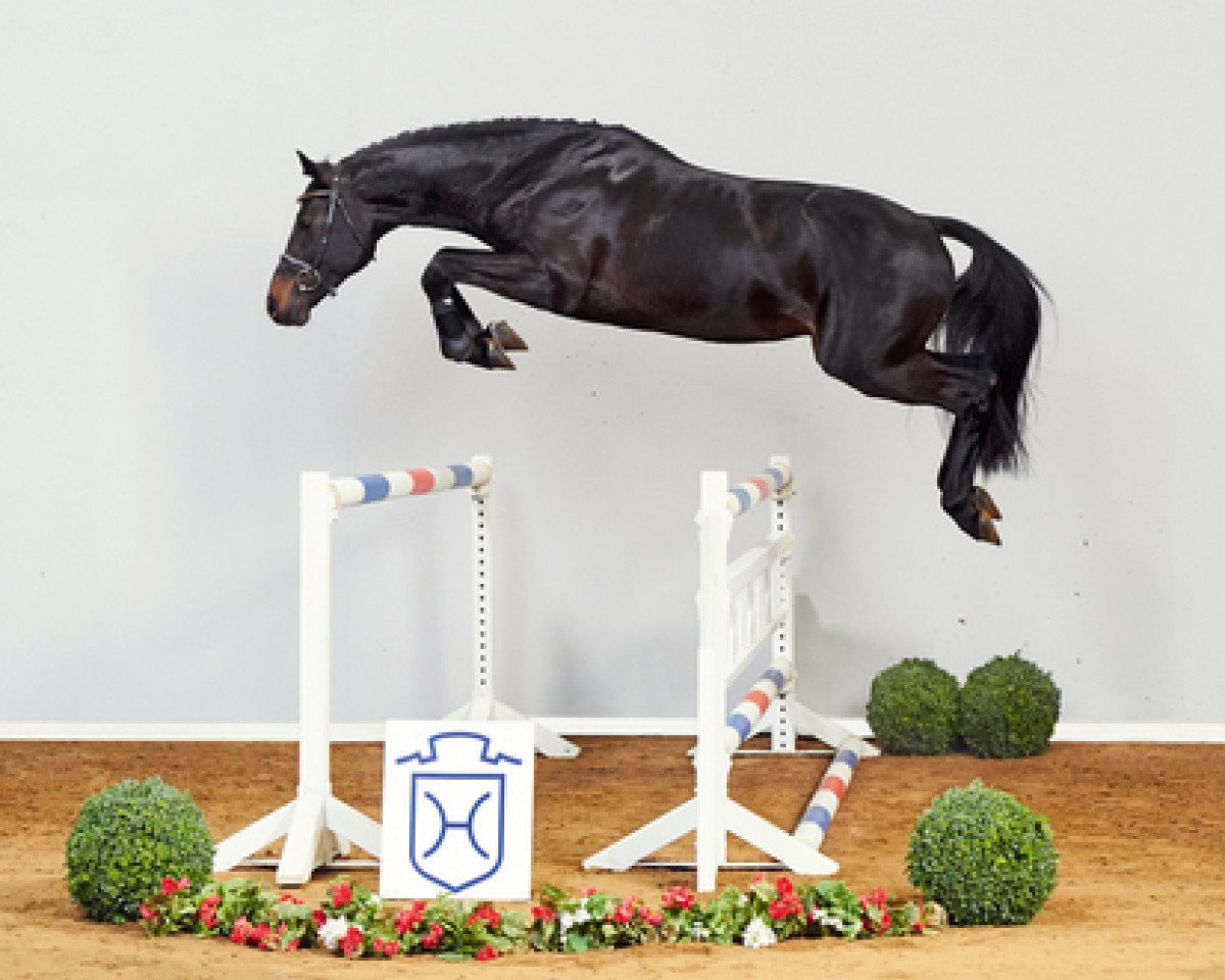 stallion Diamar (Holsteiner, 2013, from Diarado)