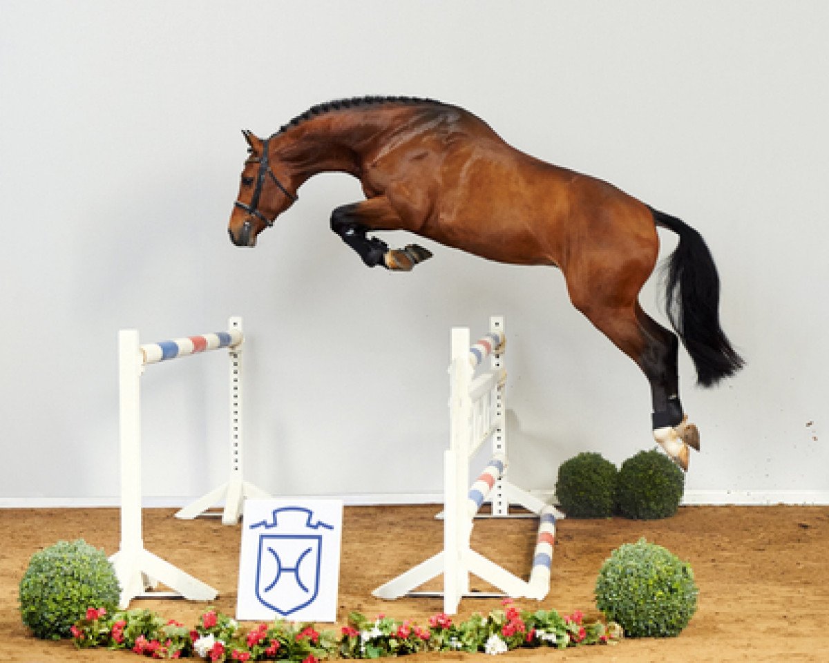 stallion Unikato (Holsteiner, 2013, from Untouchable)