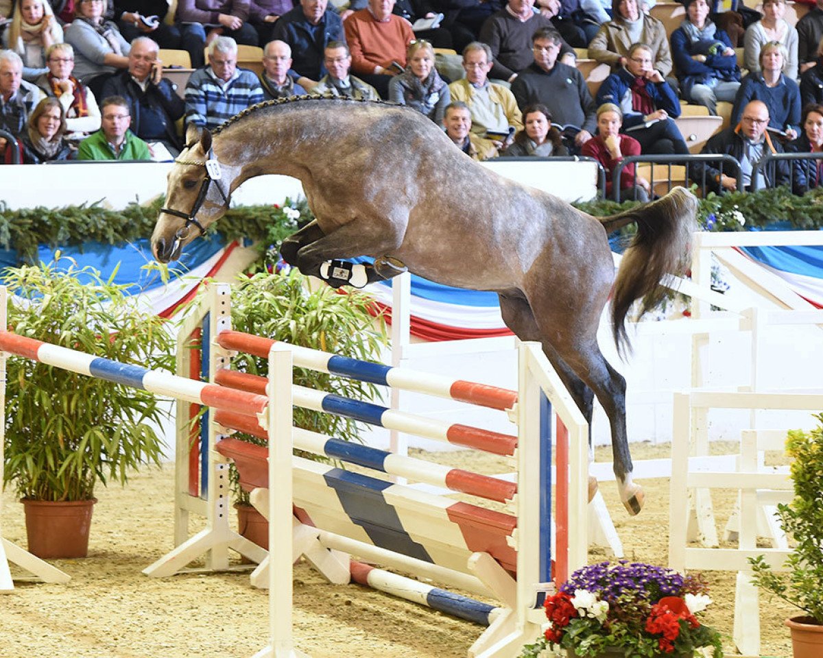 stallion Cantesini (Holsteiner, 2013, from Cascadello)