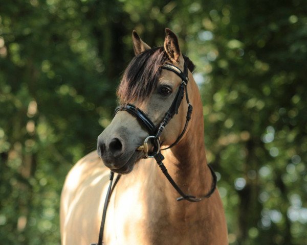 jumper Noraya (Pony without race description, 2003, from Bodo)