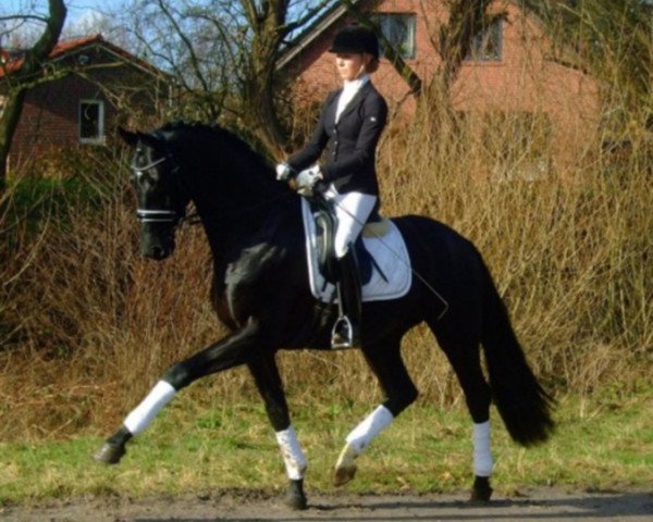 dressage horse Blackstage (Hanoverian, 2013, from Bon Bravour)