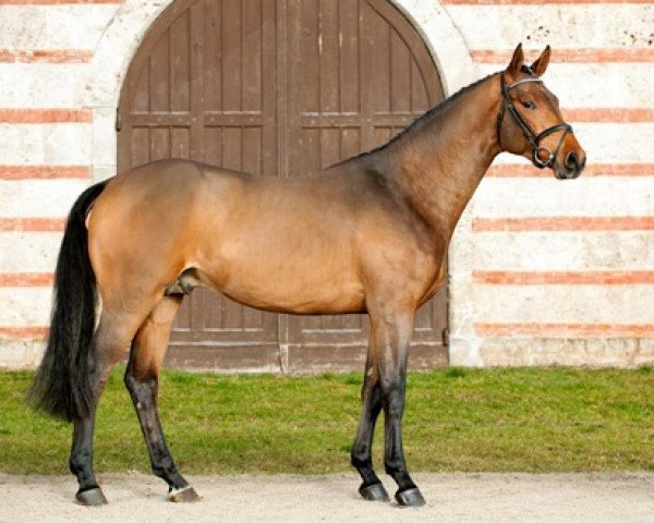 stallion Chilon (Hanoverian, 2013, from Check In 2)