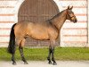 stallion Chilon (Hanoverian, 2013, from Check In 2)