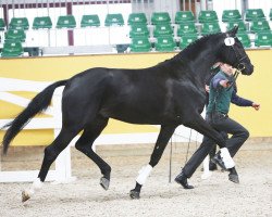 stallion Danny Decur (German Sport Horse, 2013, from Decurio 3)