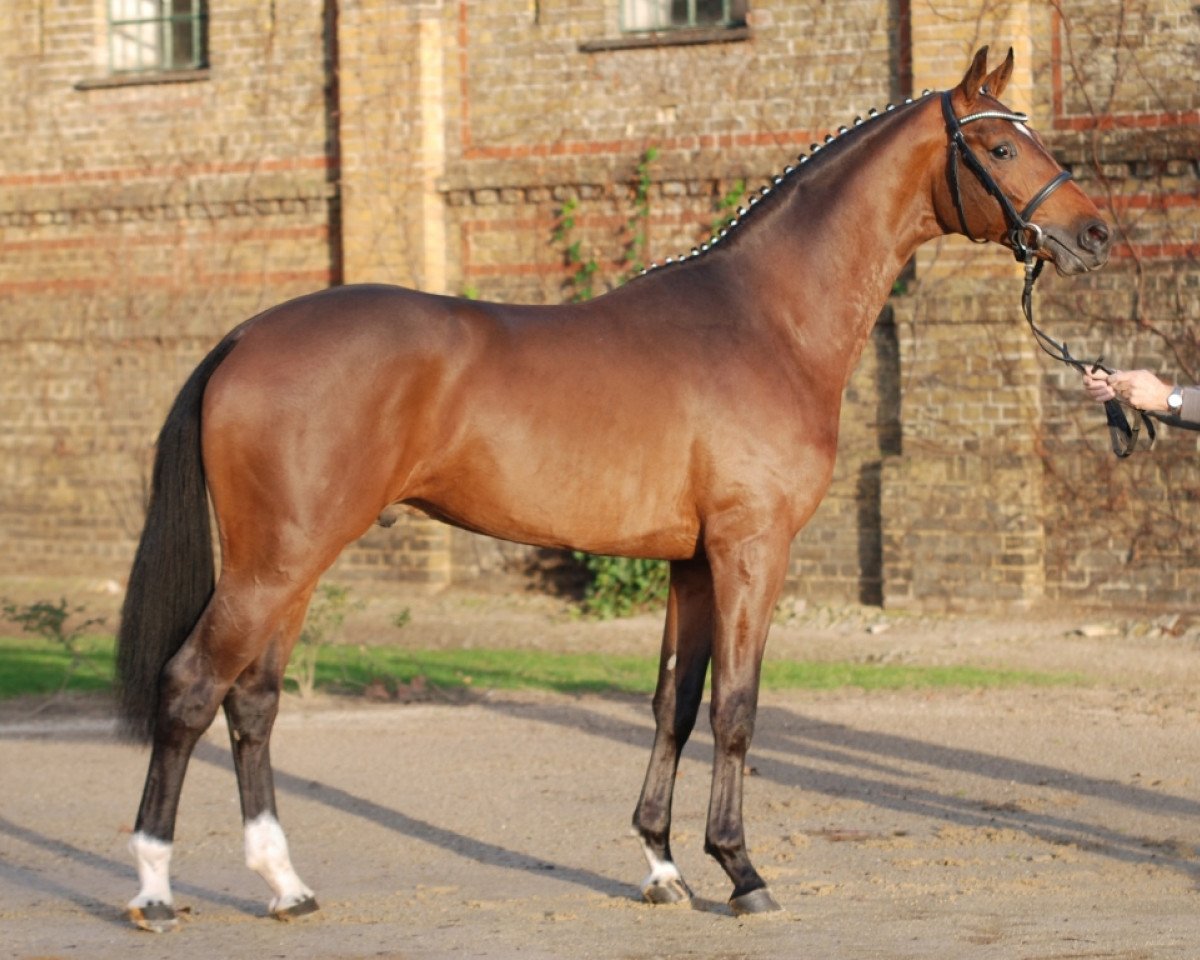 Deckhengst Simply the Best (Westfale, 2013, von Sir Heinrich OLD)