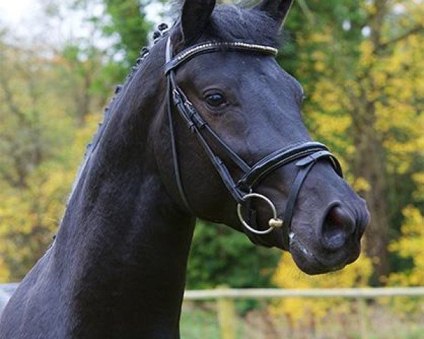stallion Silver Lining ZB (Hanoverian, 2013, from Samson)