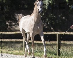 horse Enrico Al Justice (Arabian thoroughbred, 2014, from AL JUSTICE ox)