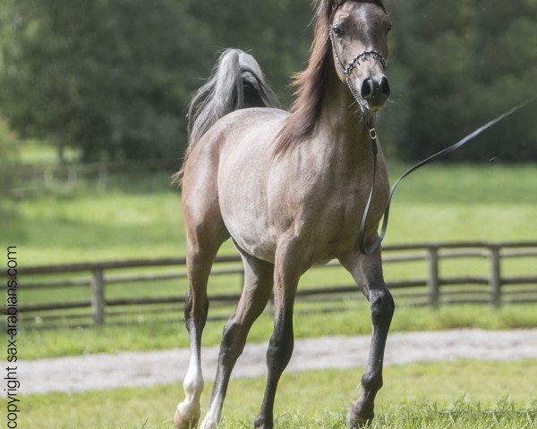 horse Khishan (Arabian thoroughbred, 2013, from Khidar ox)