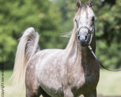 horse Justeem (Arabian thoroughbred, 2013, from AL JUSTICE ox)