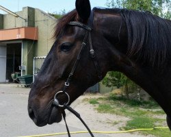 horse Blason Du Vivier (French Trotter, 2011, from Diamant Gede (FR))