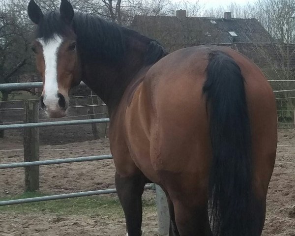 dressage horse New Carino (German Riding Pony, 2005, from New Classico)