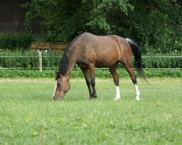 Zuchtstute Nadine 49 (Deutsches Reitpony, 1987, von Nadler I)