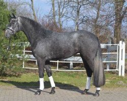 dressage horse Quintessa (Hanoverian, 2012, from Quaterhall)