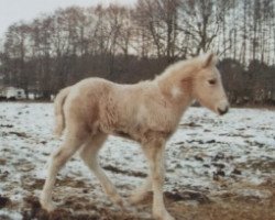 horse Thranduil (Zelter, 2016, from Arias)