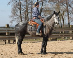 Pferd Laurel's Boy (Connemara-Pony, 2011)