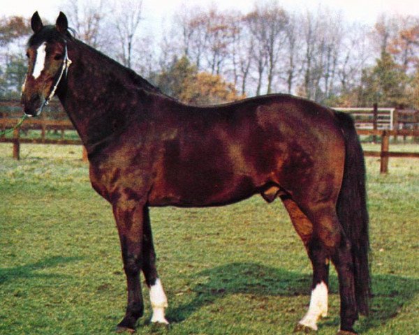 stallion Rising Wind (US) (American Trotter, 1971, from Tarport Devlin 1015F (US))