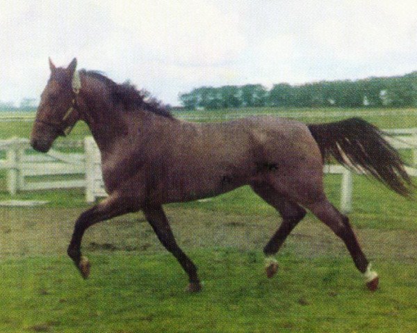 Deckhengst Gallant Prince (US) (Amerikanischer Traber, 1967, von Speedy Scot US-108446)