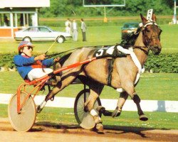 broodmare Action Skoatter (NL) (Traber, 1983, from Gallant Prince (US))