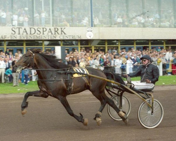 Pferd Yellowa (NL) (Traber, 1981)