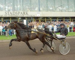 Pferd Yellowa (NL) (Traber, 1981)