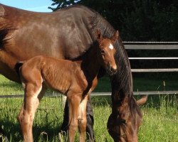 broodmare Celestine 2 (Brandenburg, 1998, from Carismo II 123 FIN)