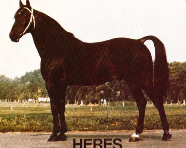 stallion Heres (DE) (German trotters, 1962, from Bibijunge (DE))