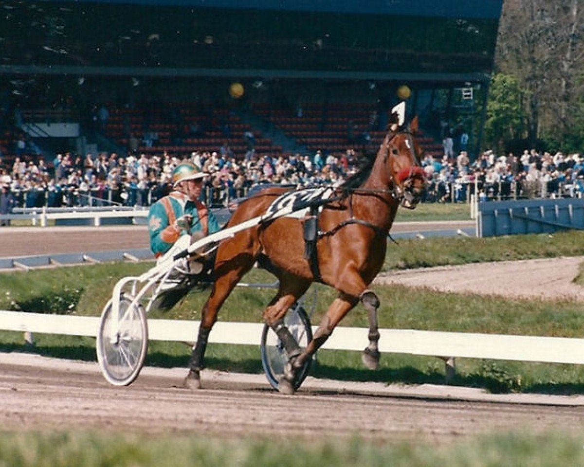 Pferd Fernhill Vriend (Traber, 1979, von Heres (DE))