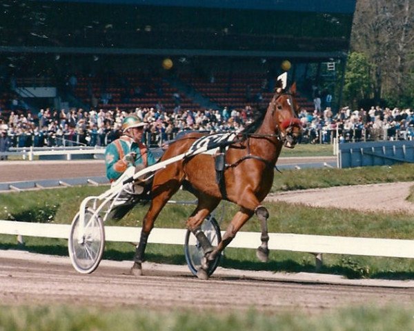 Pferd Fernhill Vriend (Traber, 1979, von Heres (DE))