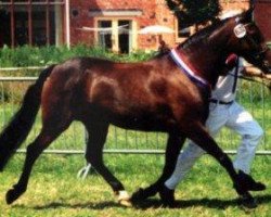 Zuchtstute Offem Aphrodite (New-Forest-Pony, 1993, von Brummerhoeve's Boss)