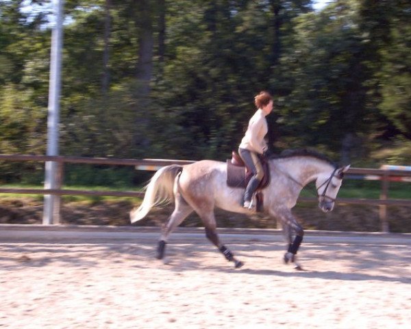 Pferd Acorello (Deutsches Sportpferd, 2004, von Acorado II)