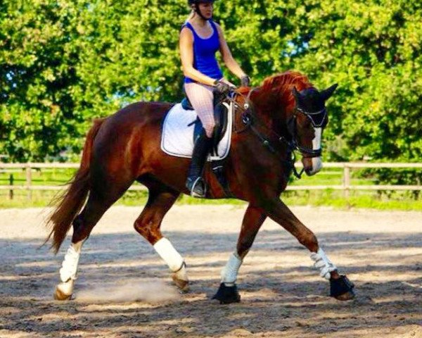 dressage horse Lui 84 (Westphalian, 2009, from Lugato)