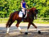 dressage horse Lui 84 (Westphalian, 2009, from Lugato)