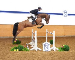 jumper Chaquino (Holsteiner, 2011, from Connor 48)