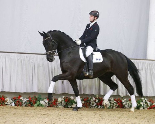 dressage horse Rita K (Rhinelander, 2010, from Ribery Gold)