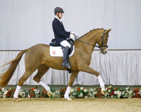 dressage horse Quelle belle (Westphalian, 2013, from Quasar de Charry)