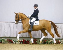 dressage horse Von Dutch DB (Westphalian, 2012, from Vitalis)