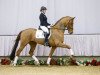 dressage horse Vangelio (Westphalian, 2012, from Vitalis)