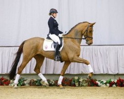 dressage horse Vangelio (Westphalian, 2012, from Vitalis)