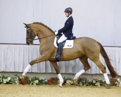 dressage horse Vision (Westphalian, 2011, from Vitalis)