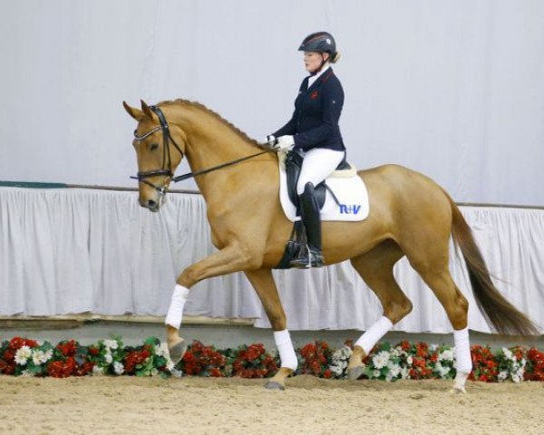 dressage horse Daria (Westphalian, 2012, from Don Juan de Hus)