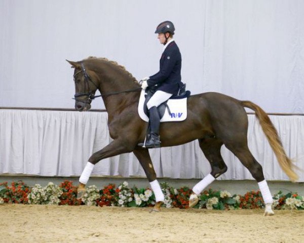 stallion V-Plus (Westphalian, 2013, from Vitalis)