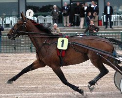 stallion Passing Renka (NL) (Traber, 1998, from Tagliabue (US))