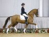 broodmare Finesse 377 (Westphalian, 2012, from Fidertanz)